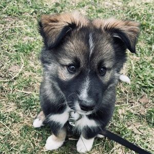 Meet your Posher, Angel